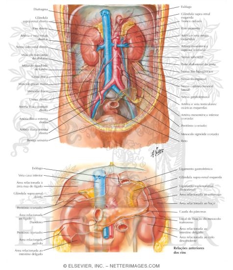 Watermarked preview of labeled image: Anatomic Relations of the Kidney
Kidneys In Situ: Anterior Views