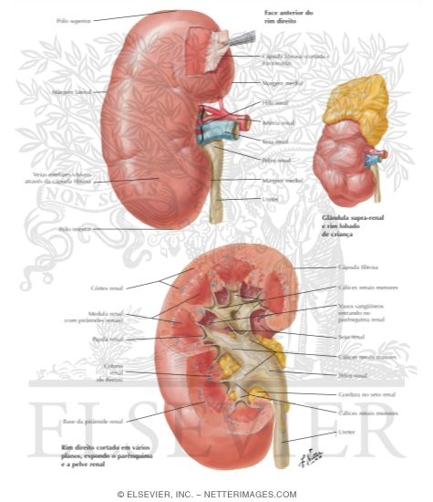 Gross Structure of Kidney