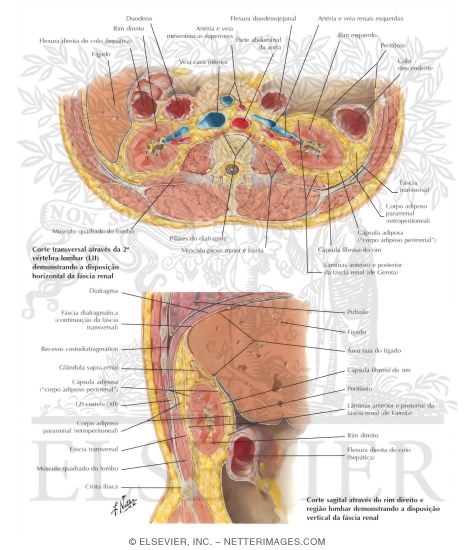 Renal Fascia