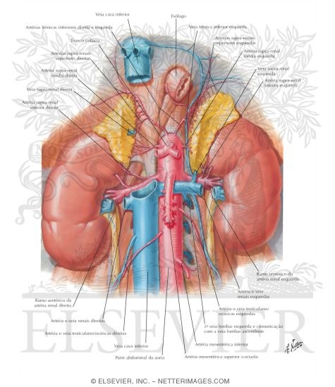 Watermarked preview of labeled image: Renal Artery and Vein In Situ Renal Vasculature