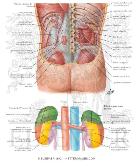Anatomic Relations of the Kidney - Posterior Relations of the Kidneys
Kidneys In Situ: Posterior Views