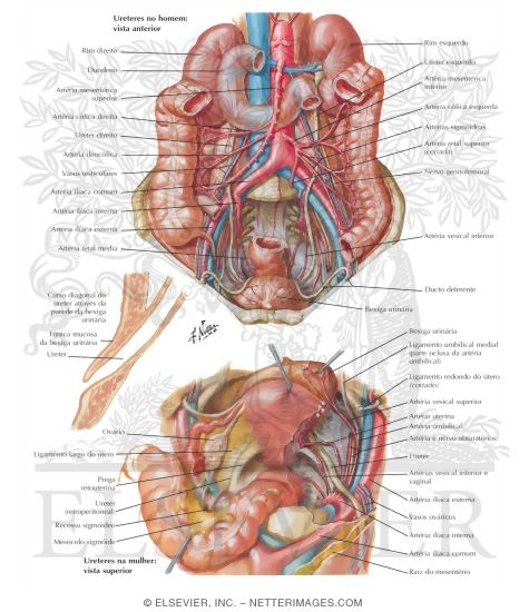 Watermarked preview of labeled image: Anatomic Relations of Ureters
Ureters