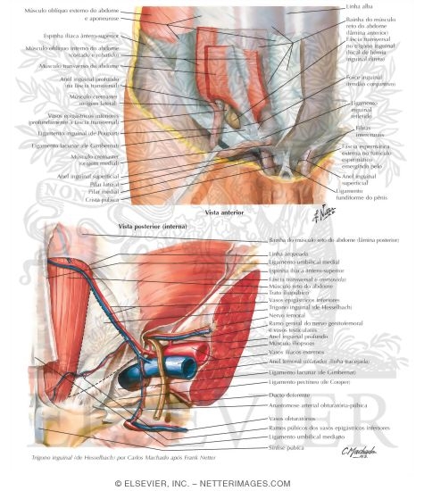 Inguinal Region: Dissections