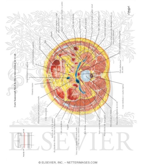 Watermarked preview of labeled image: Abdomen: Renal Hilum and Vessels