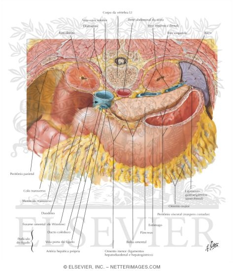 Omental Bursa: Cross Section