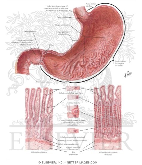 Mucosa of Stomach