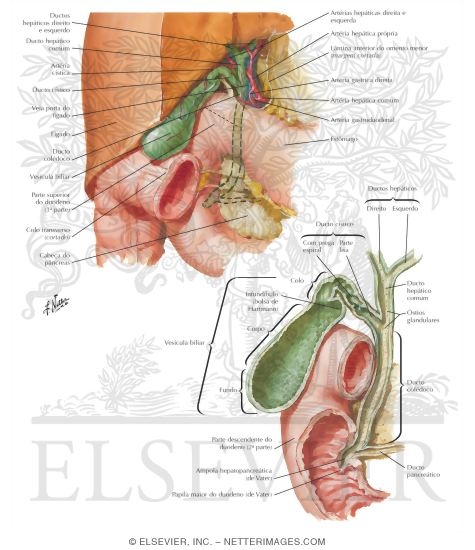 Gallbladder and Extrahepatic Bile Ducts