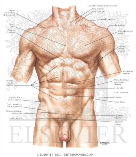 Watermarked preview of labeled image: Abdomen: Surface Anatomy