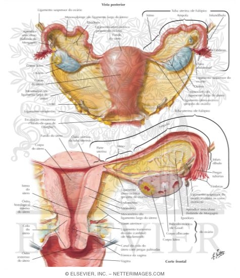 Uterus, Ovaries, and Uterine Tubes