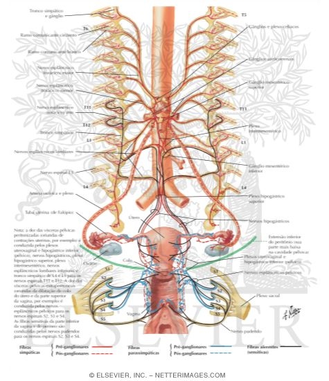 Innervation of Female Reproductive Organs: Schema