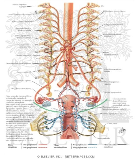 Innervation of Female Reproductive Organs: Schema