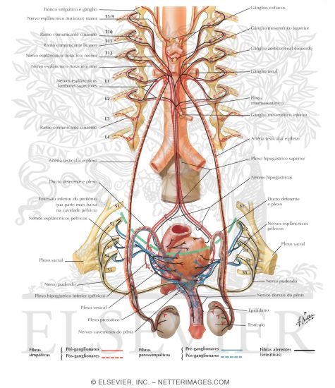 Innervation of Male Reproductive Organs: Schema
