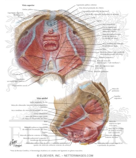 Watermarked preview of labeled image: Pelvic Diaphragm II - From Above Pelvic Diaphragm: Female