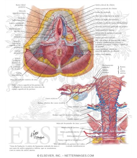 Arteries and Veins of Perineum and Uterus
Blood Supply of Perineum and Uterus