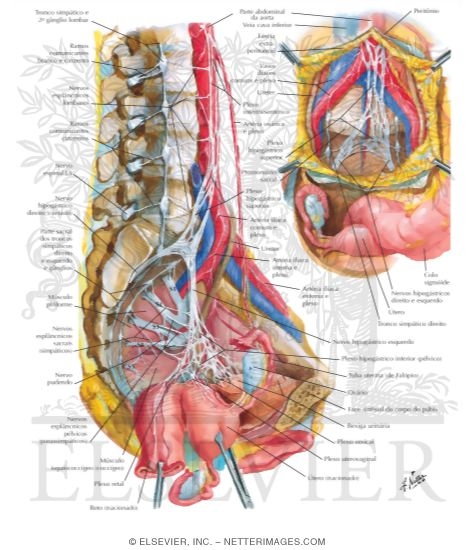 Innervation of Internal Genitalia
Nerves of Pelvic Viscera: Female