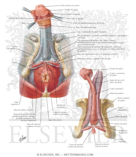 Penis 
Penile Fasciae and Structures