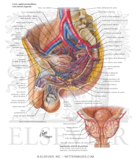 Arteries and Veins of Pelvis: Male
Blood Supply of Pelvis