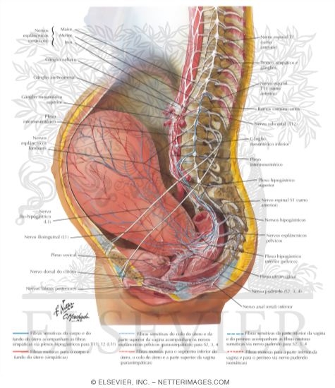 Watermarked preview of labeled image: Neuropathways In Parturition