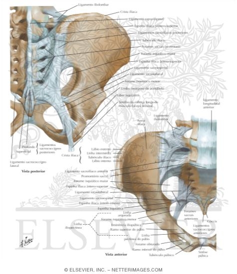 Bones and Ligaments of Pelvis