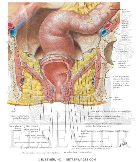 Ischioanal Fossae
Pelvic Fascia and Perineopelvic Spaces
Transverse Section Showing Planes of Pelvic Fascia
