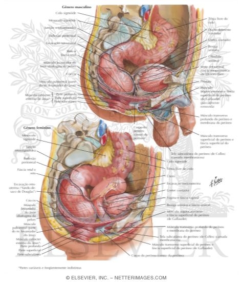 Watermarked preview of labeled image: Rectum and Anal Canal - Topography, Course, and Relations
Rectum In Situ: Female and Male