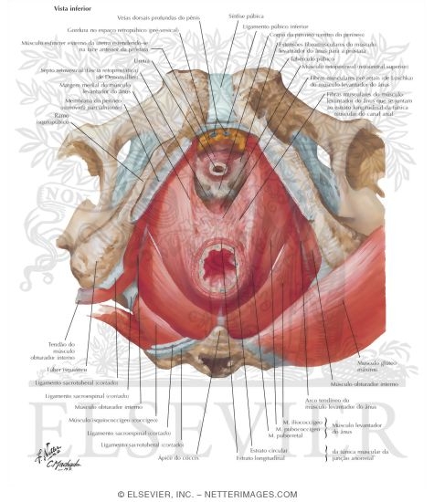 Anorectal Musculature Pelvic Diaphragm Male The Levator Ani Muscle
