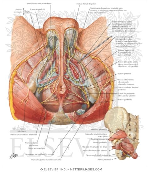 Innervation of Abdomen and of Perineum