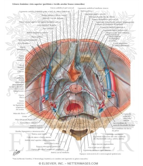 Endopelvic Fascia and Potential Spaces
Pelvic Fascia and Perineopelvic Spaces
Peritoneum