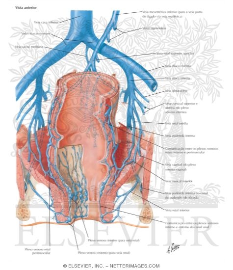 Veins of Rectum and Anal Canal
Venous Drainage of Small and Large Intestine