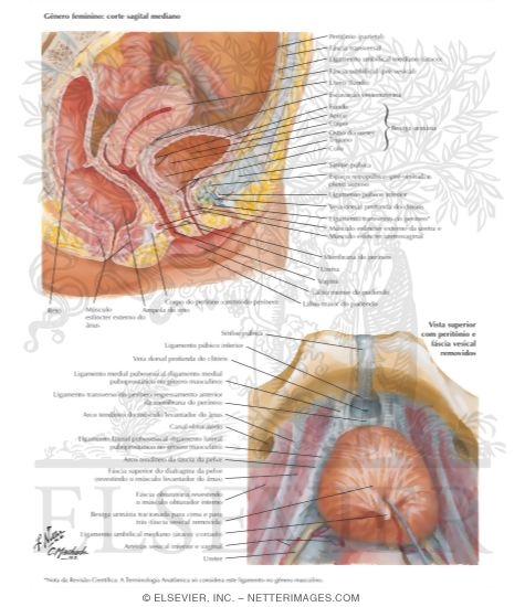 Watermarked preview of labeled image: Urinary Bladder: Female
Urinary Bladder: Orientation and Supports