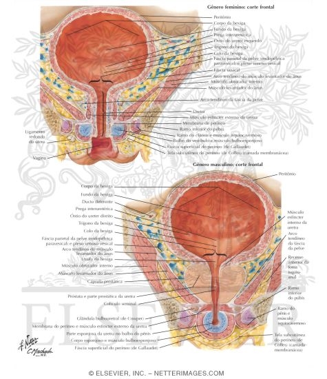 Urinary Bladder: Female and Male