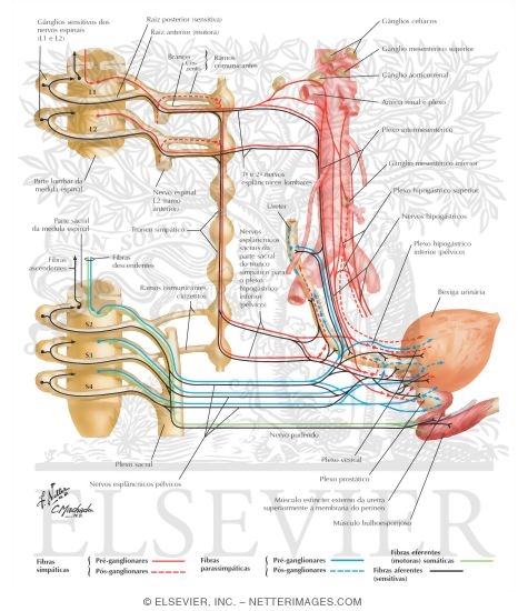 Innervation of Kidneys, Ureters and Bladder