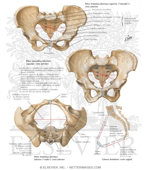 Sex Differences of Pelvis: Measurements