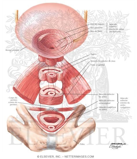 Watermarked preview of labeled image: Sphincters