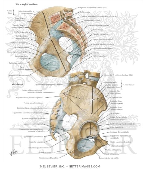 Watermarked preview of labeled image: Bones and Ligaments of Pelvis