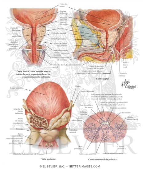 Prostate and Seminal Vesicles