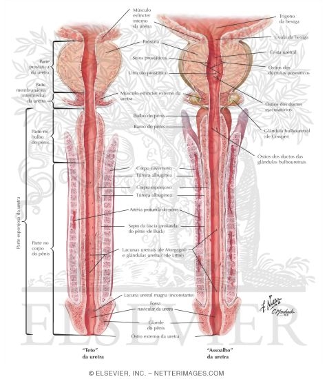 Urethra