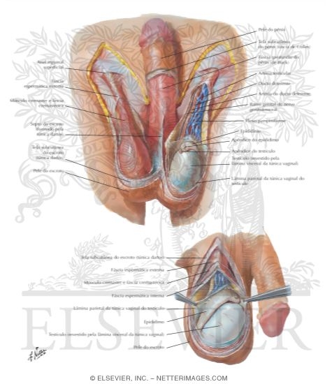 Scrotum and Contents