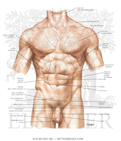Watermarked preview of labeled image: Abdomen: Surface Anatomy