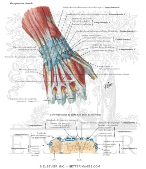 Extensor Indicis Proprius
Extensor Tendons at Wrist
