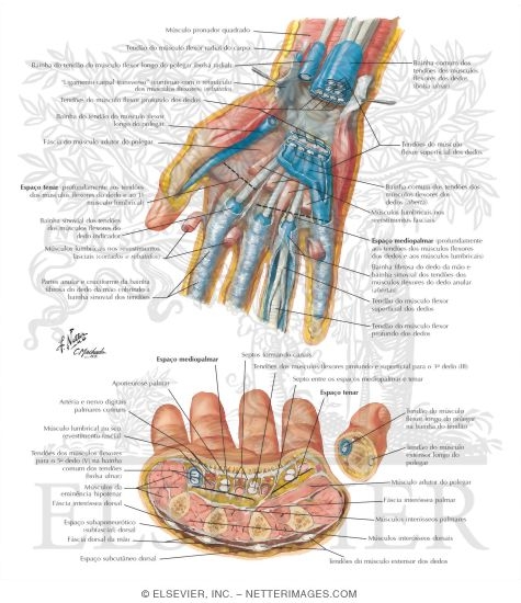 Spaces, Bursae, and Tendon and Lumbrical Sheaths of Hand
Bursae, Spaces and Tendon Sheaths of Hand