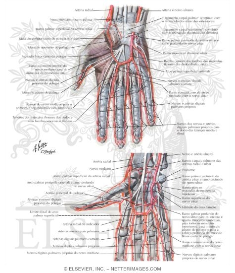 Watermarked preview of labeled image: Blood and Lymph Vessels
Arteries and Nerves of Hand: Palmar Views