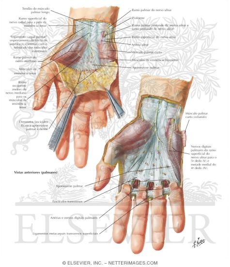 Watermarked preview of labeled image: Skin and Subcutaneous Fascia of the Hand:  Anterior Views