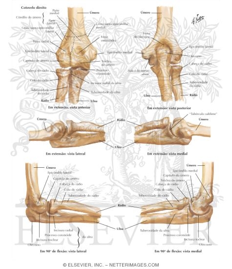 Bones of Elbow