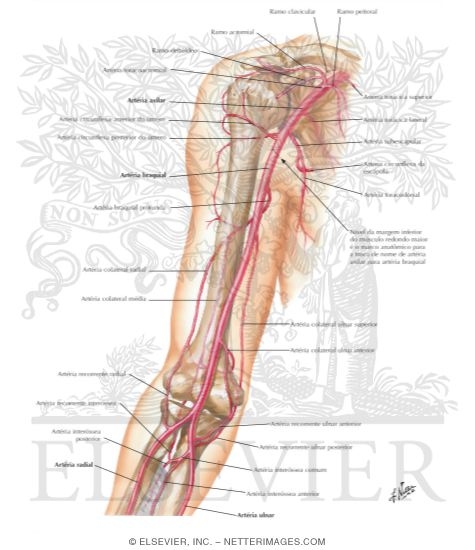 Brachial Artery and Anastomoses Around Elbow