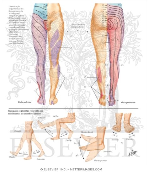 Segmental Sensory Innervation (Dermatomes) of Lower Limb
Dermatomes of Lower Limb