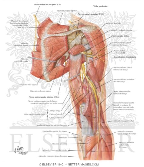 Watermarked preview of labeled image: Scapular, Axillary and Radial Nerves