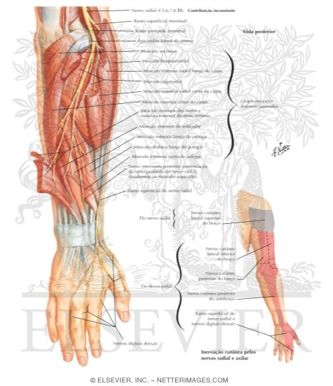 Radial Nerve in Forearm