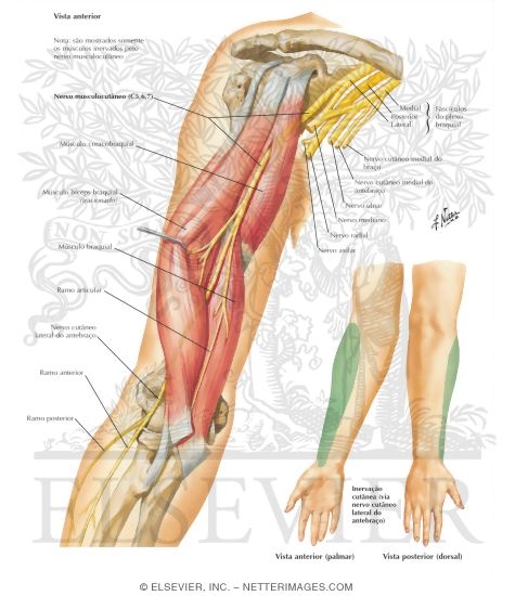 Watermarked preview of labeled image: Median Nerve of Forearm