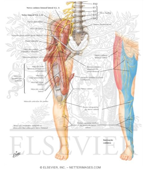 Watermarked preview of labeled image: Femoral Nerve and Lateral Femoral Cutaneous Nerves